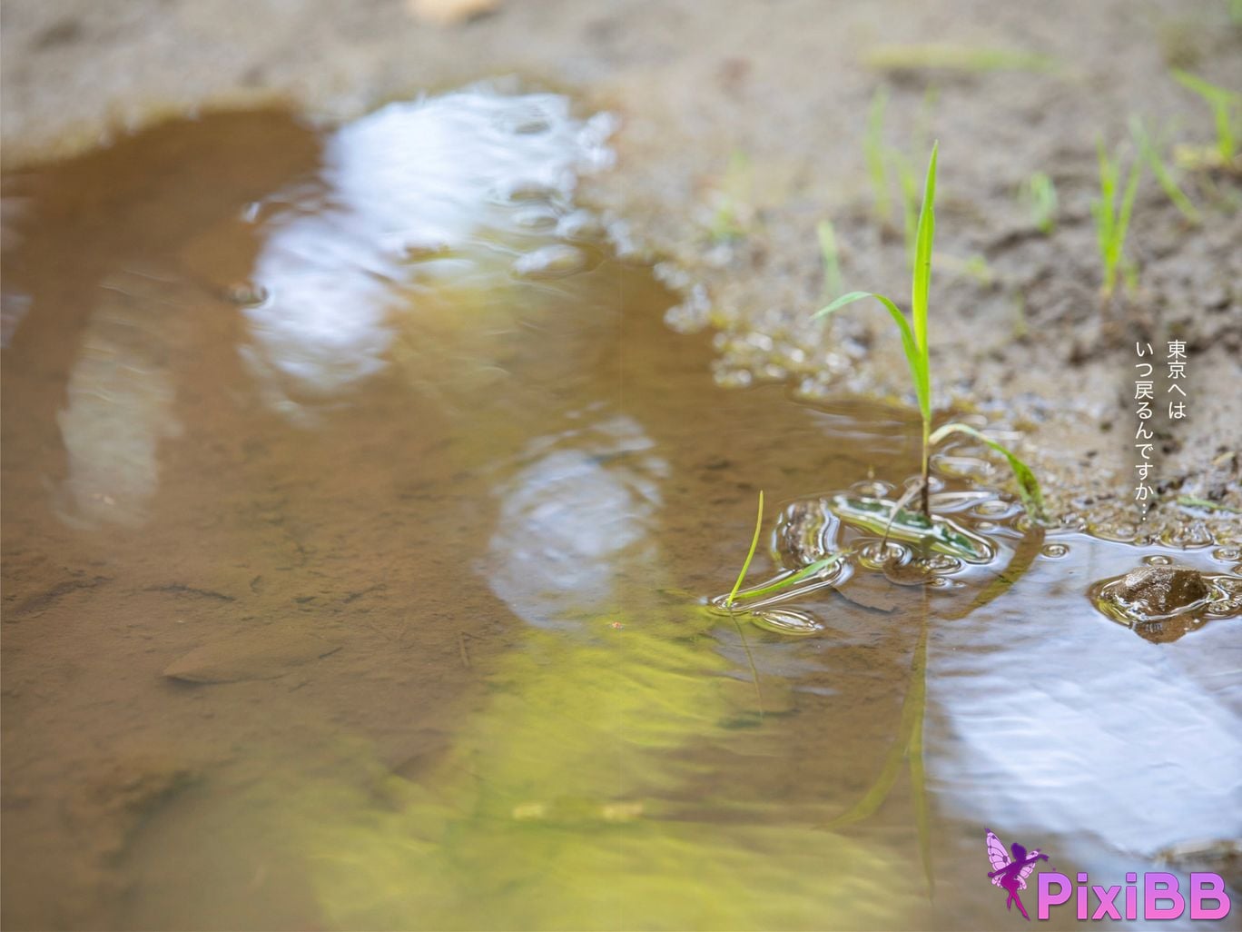 JP Matsuoka Suzu PixiBB.COM 017