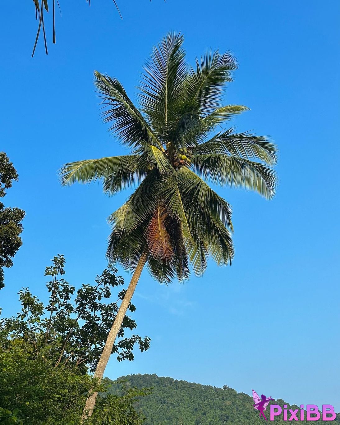 AUDDK 77 Myeong a is Ottoke PixiBB.COM 105