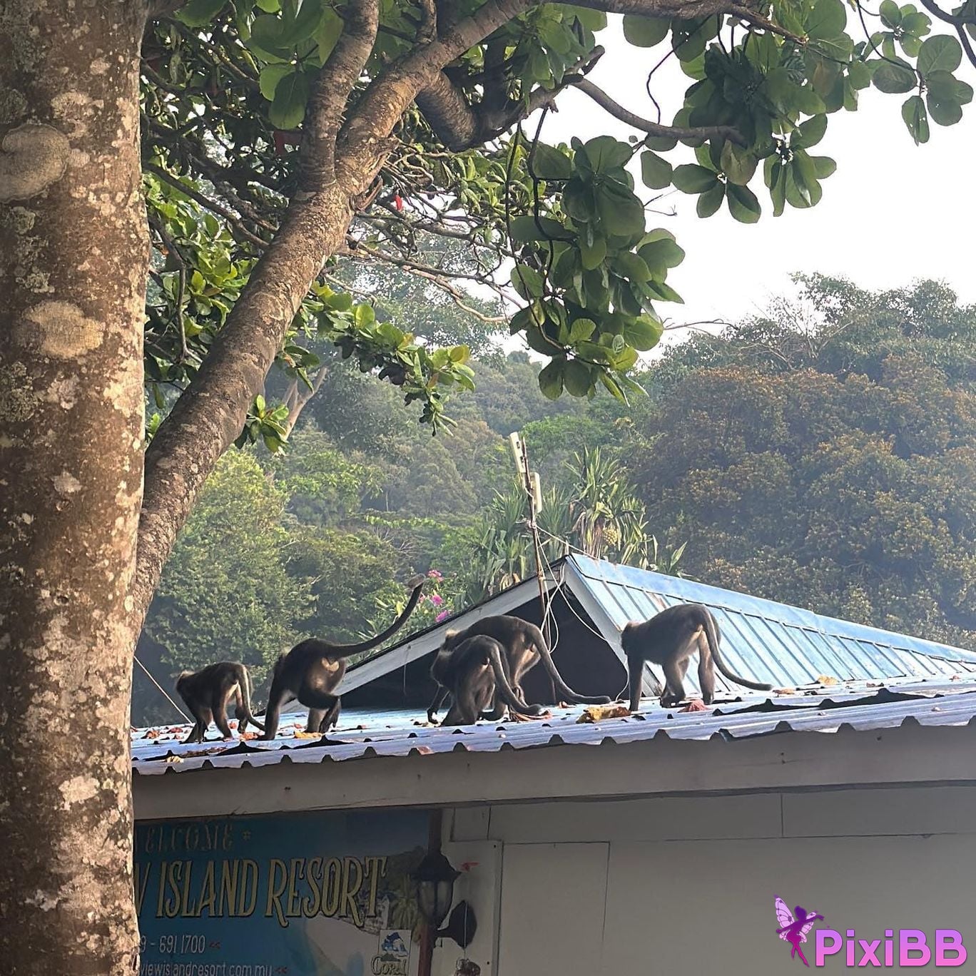 AUDDK 77 Myeong a is Ottoke PixiBB.COM 116