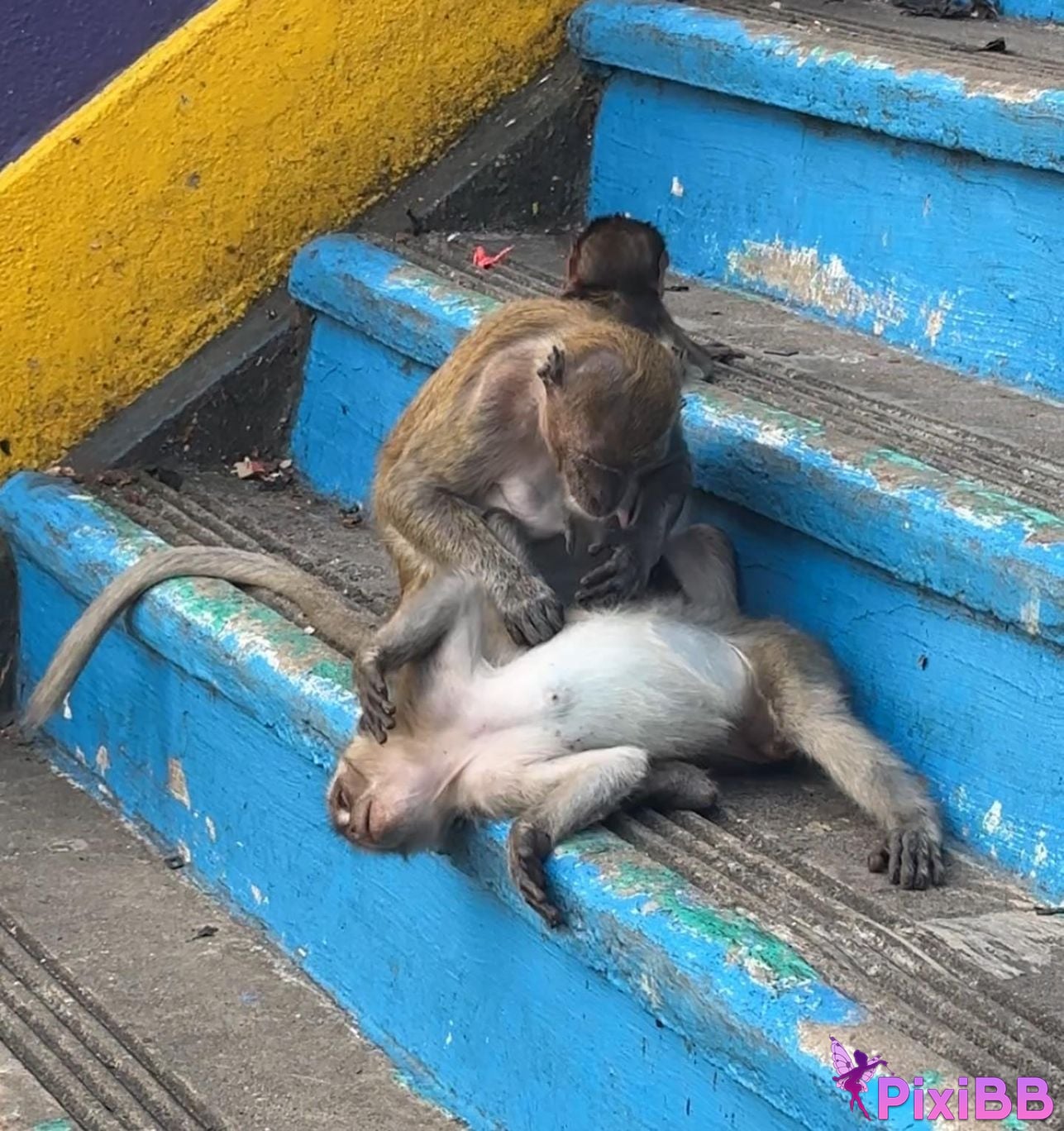 AUDDK 77 Myeong a is Ottoke PixiBB.COM 118