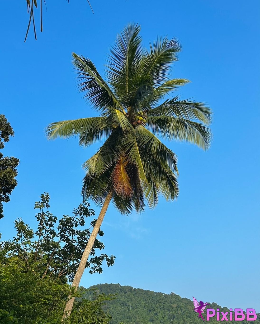 AUDDK 77 Myeong a is Ottoke PixiBB.COM 294