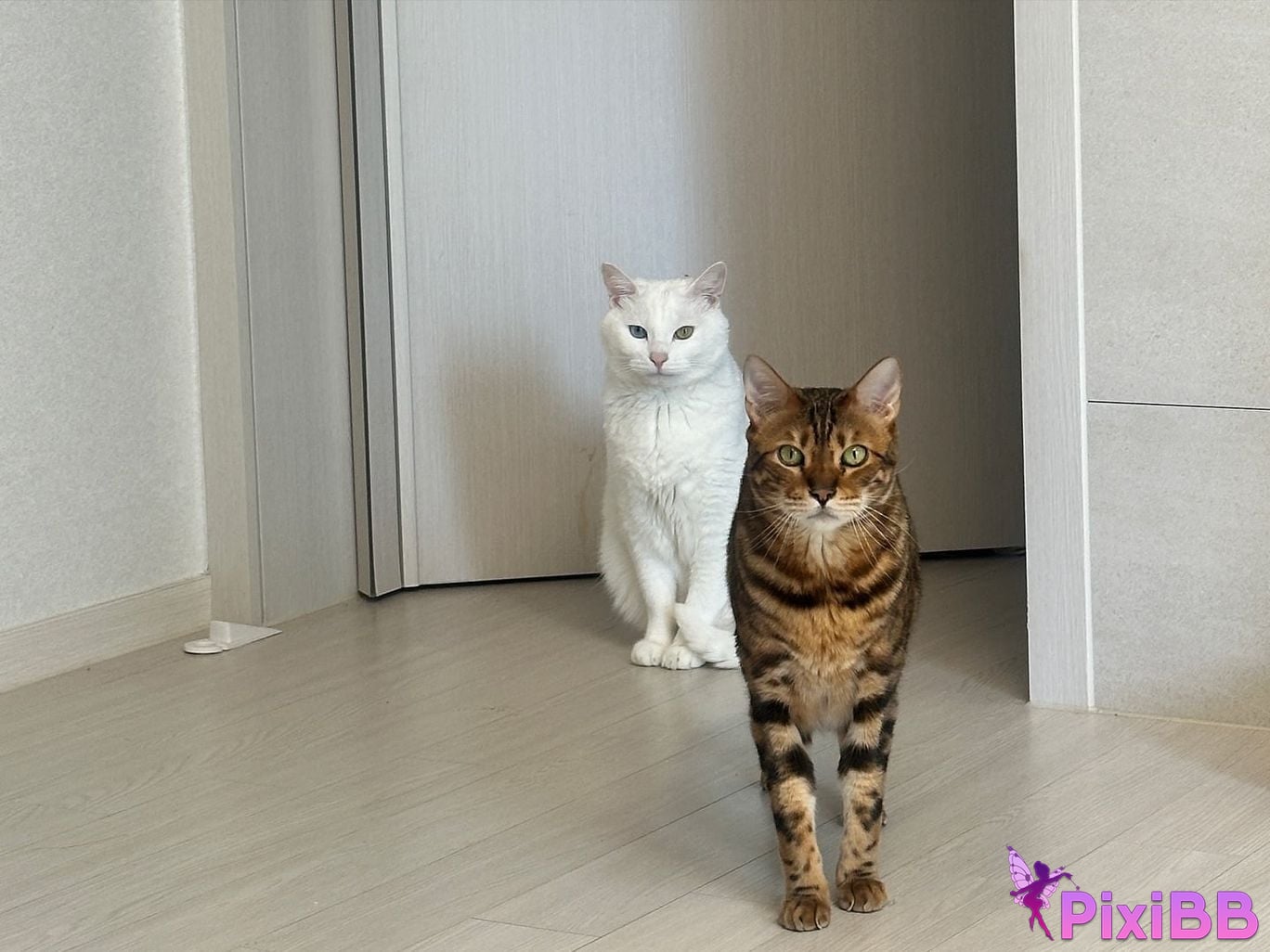 AUDDK 77 Myeong a is Ottoke PixiBB.COM 344