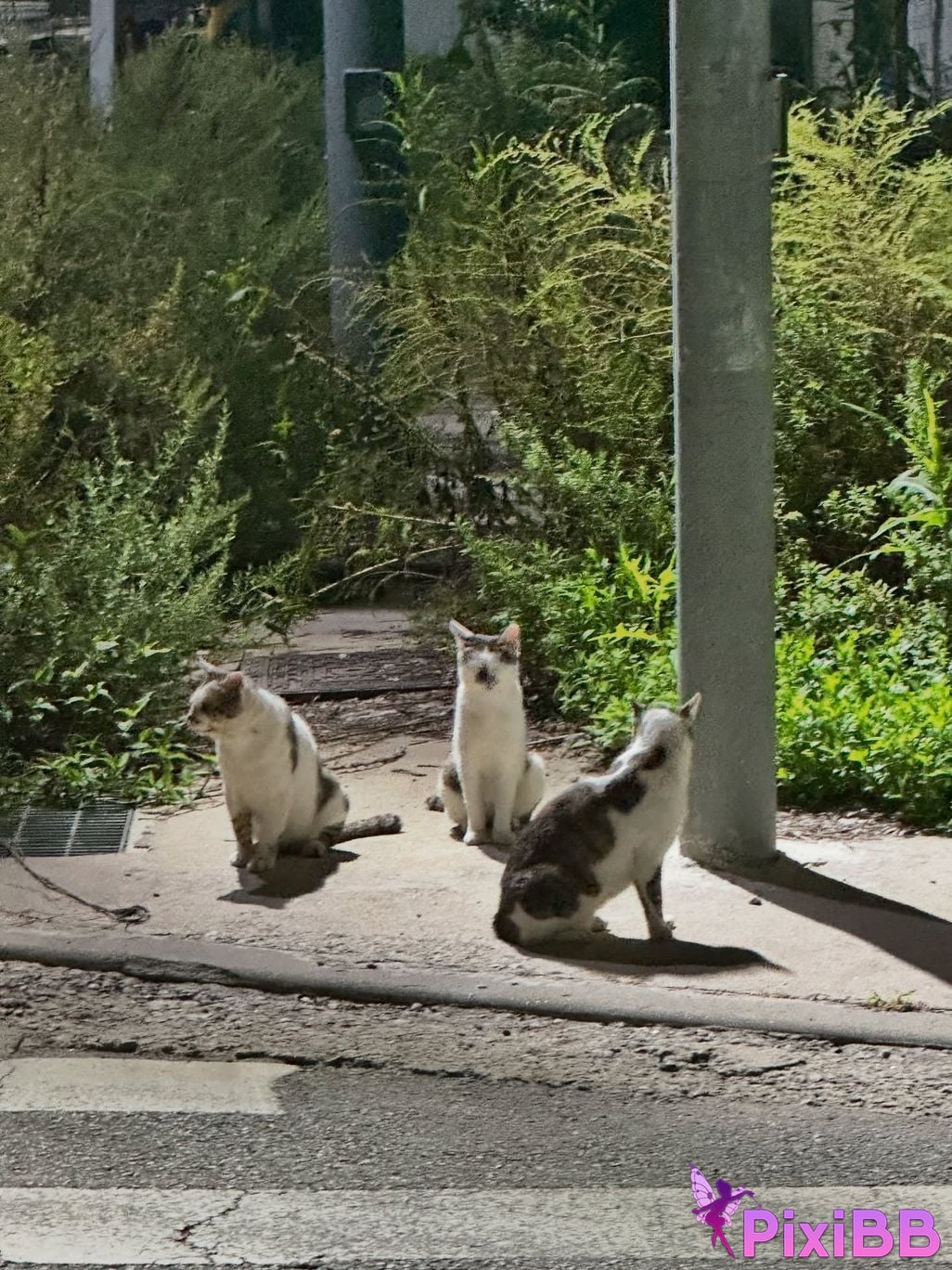 AUDDK 77 Myeong a is Ottoke PixiBB.COM 465