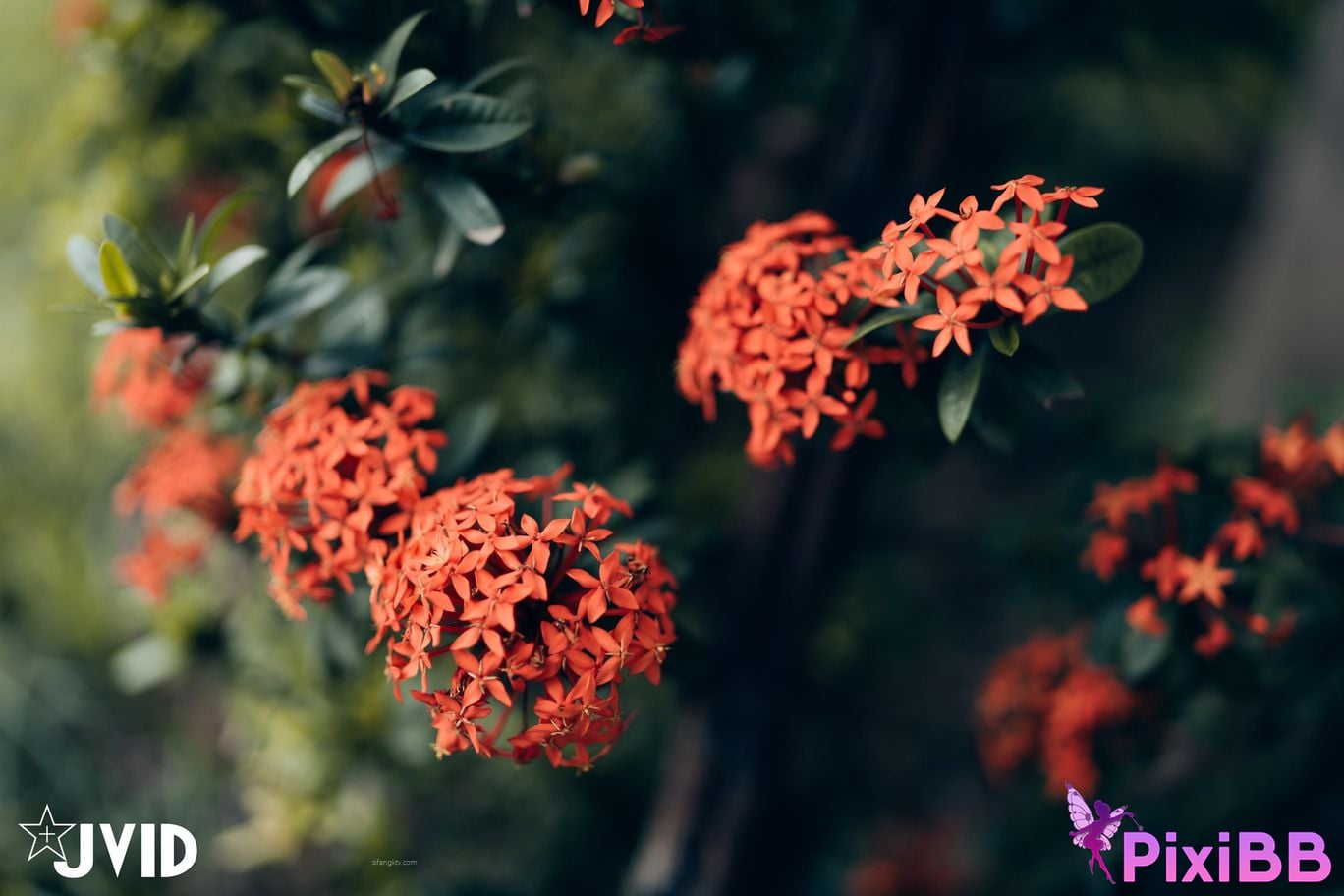 JVID Lele Le Rang Ren Ke Yi Neng Nan Nu Jiao Huan Shen Ti De Xiang Ji Te Xie Bao Liang Jing Ye Ru She PixiBB.COM 113