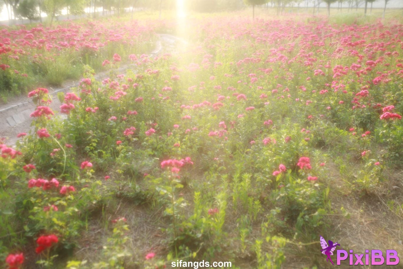 Private Photoshoot Little cute The girl in the next class White tender and pure school beauty Full scale private shooting PixiBB.COM 209