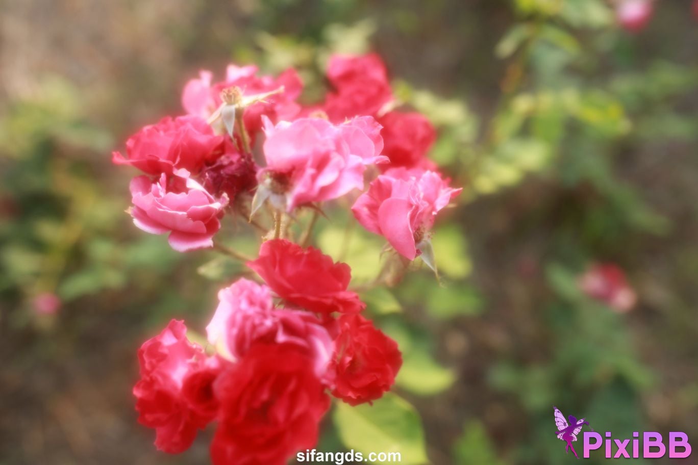 Private Photoshoot Little cute The girl in the next class White tender and pure school beauty Full scale private shooting PixiBB.COM 210