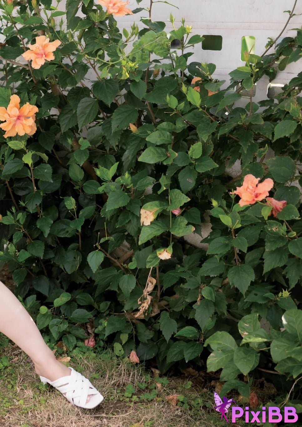 Japanese Idol Rena Momozono Tao Yuan Lian Nai photo collection MO2 additional page Digital special edition PixiBB.COM 078