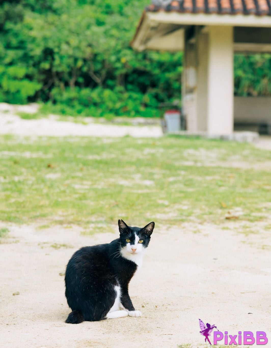 Japanese Idol Sayuri Date 1st photo collection Footprints PixiBB.COM 063