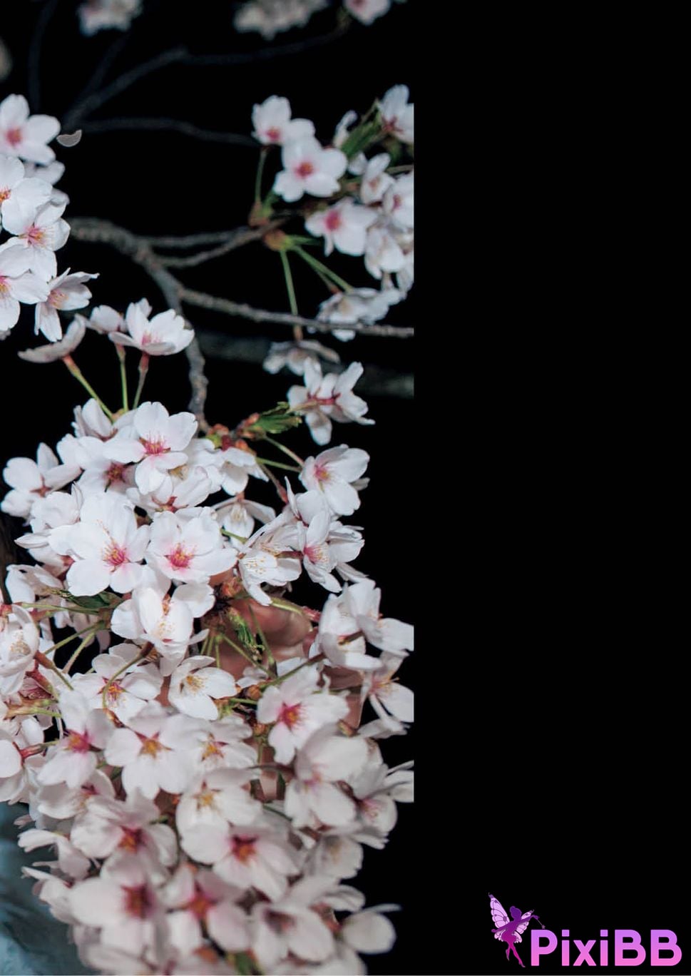 Japanese Idol Saika Kawakita Hebei Caijia song flower additional page Digital special edition PixiBB.COM 036