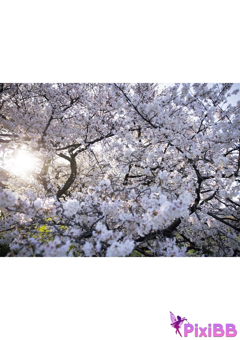 Japanese Idol Tsukasa Aoi photo collection complete version PixiBB.COM 190