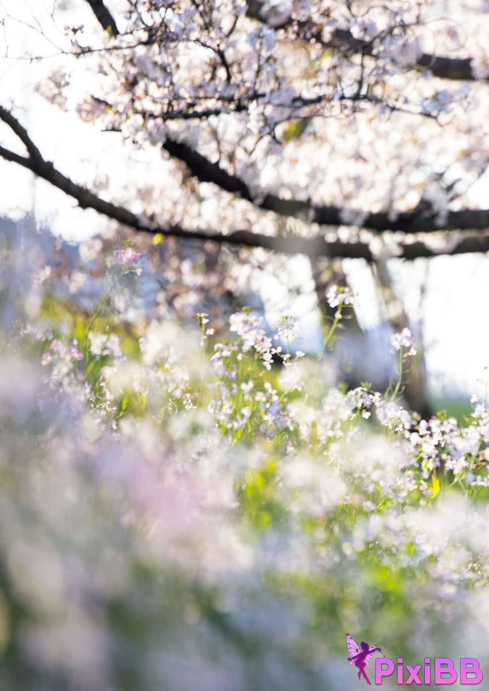 Japanese Idol Tsukasa Aoi photo collection complete version PixiBB.COM 194