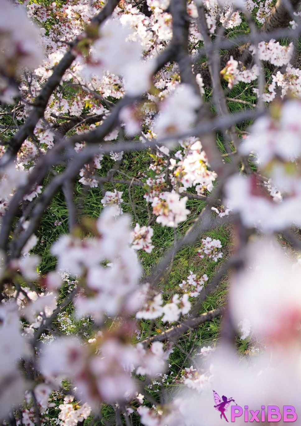 Japanese Idol Tsukasa Aoi photo collection complete version PixiBB.COM 199