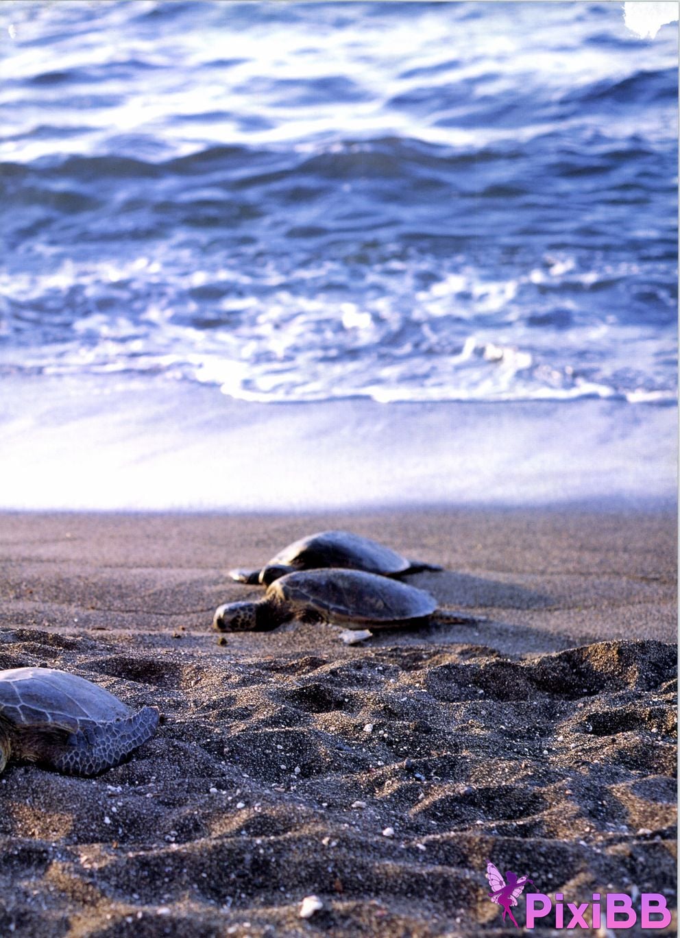 Japanese Idol Kazue Fukiishi FUKIISHI PixiBB.COM 003