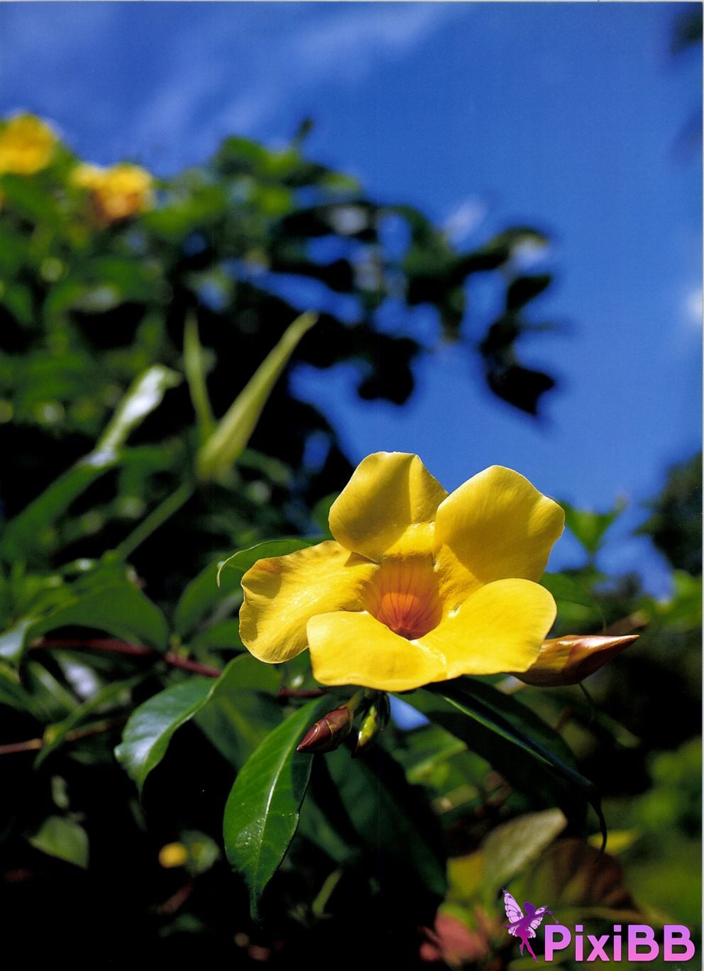 Japanese Idol Kazue Fukiishi FUKIISHI PixiBB.COM 047