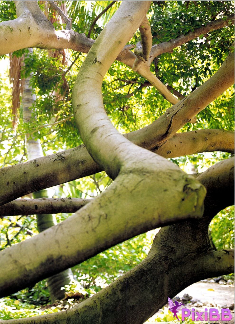 Japanese Idol Kazue Fukiishi FUKIISHI PixiBB.COM 057