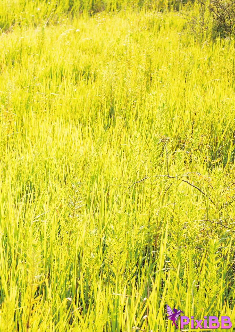 Japanese Idol Mia Nanasawa photo collection Myth PixiBB.COM 016