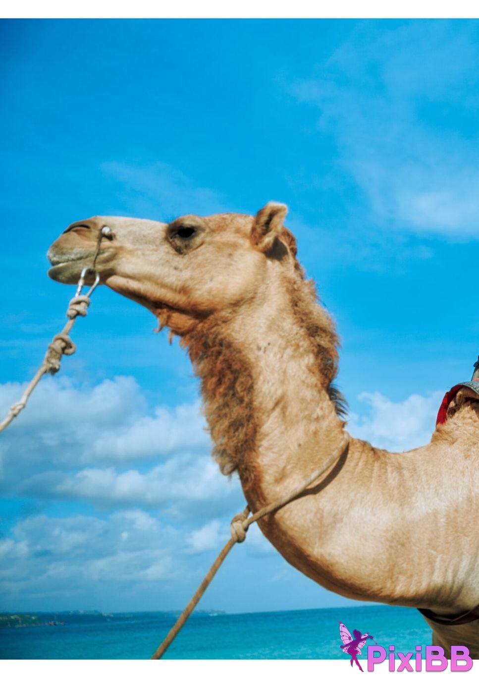 Japanese Idol Rika Fukui Includes bonus cuts only available in the electronic version 1st photo collection Ai no signpost PixiBB.COM 006